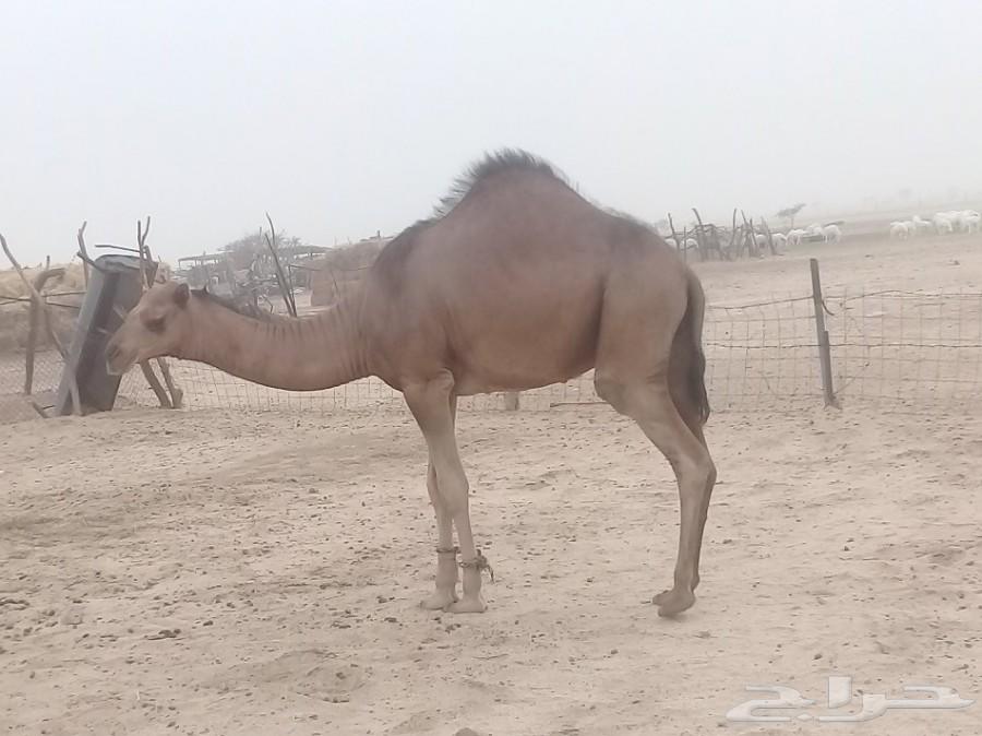 قعود احمر ساحلي مشروع فحل