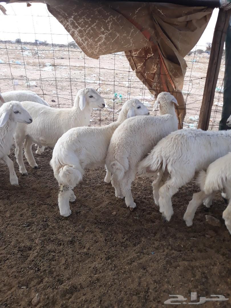طليان ورخال حريه ذبايح وسط