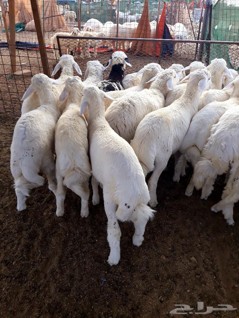 طليان ورخال حريه ذبايح وسط