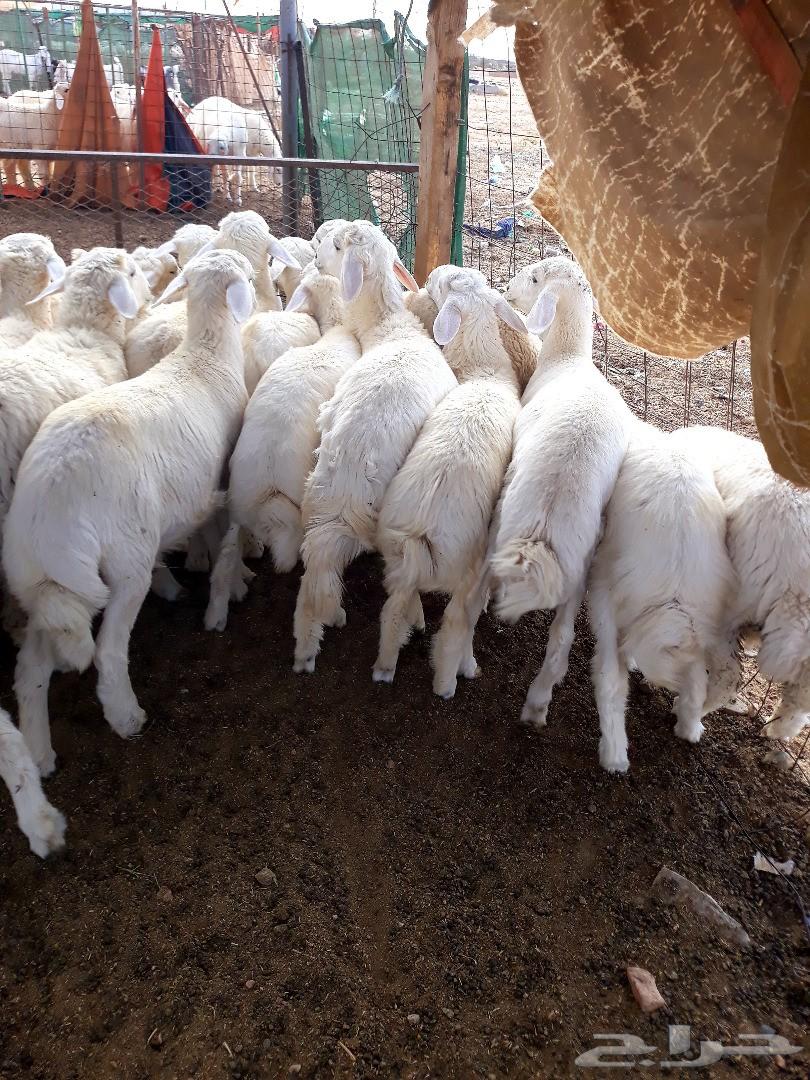 طليان ورخال حريه ذبايح وسط