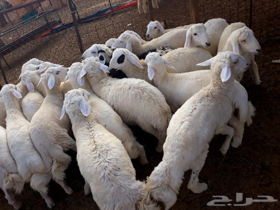 طليان ورخال حريه ذبايح وسط