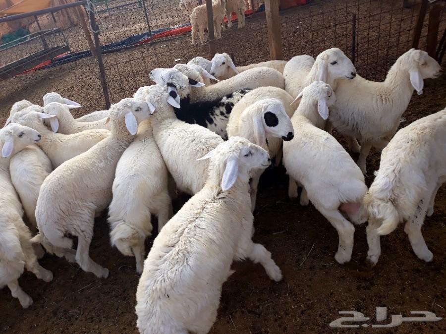 طليان ورخال حريه ذبايح وسط