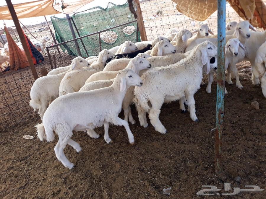طليان ورخال حريه ذبايح وسط