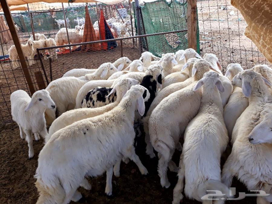 طليان ورخال حريه ذبايح وسط