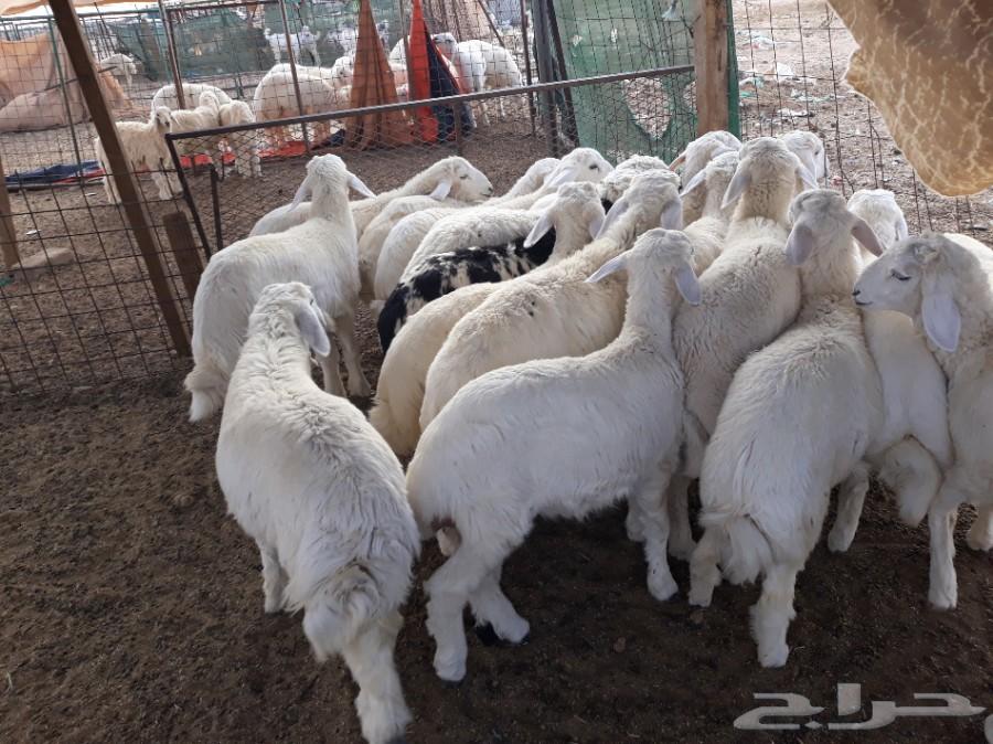 طليان ورخال حريه ذبايح وسط