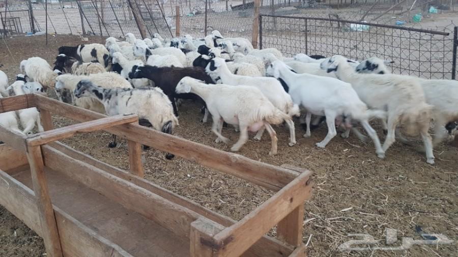 41 ضأن حرية برق جبلية تحتها 16 مراح واحد