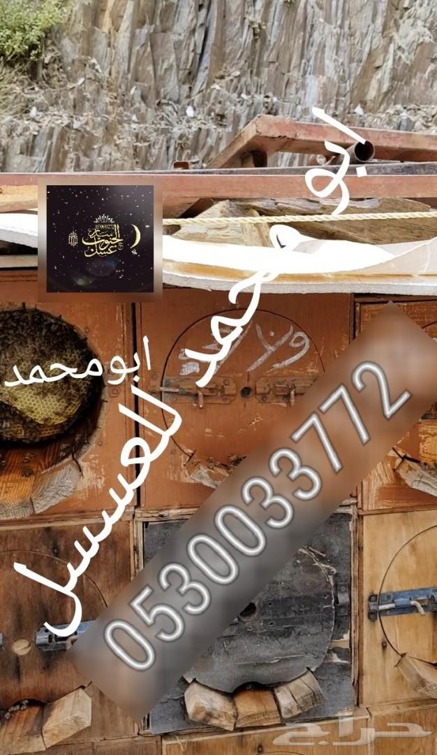 عسل سدر عسل سمرة عسل مجرى عسل أصلي