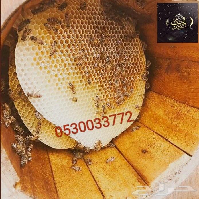 عسل سدر عسل سمرة عسل مجرى عسل أصلي