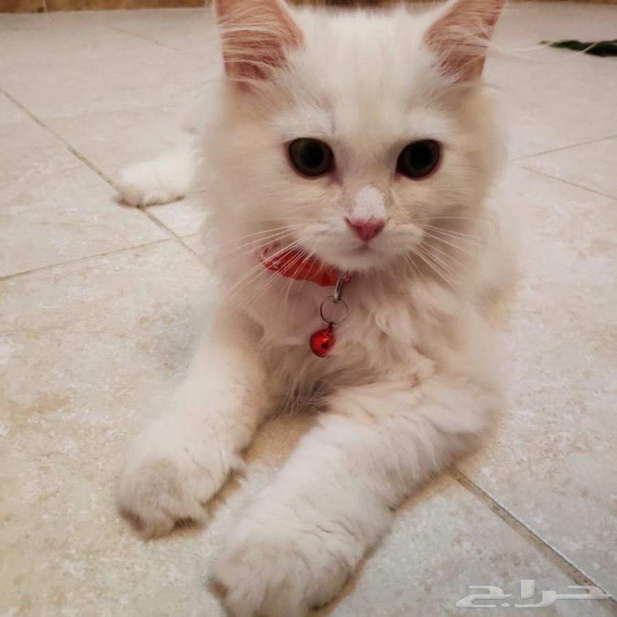 قط شيرازي من أم هيمالايا
