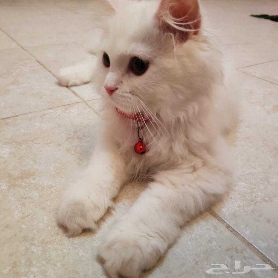 قط شيرازي من أم هيمالايا