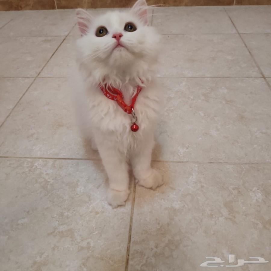 قط شيرازي من أم هيمالايا