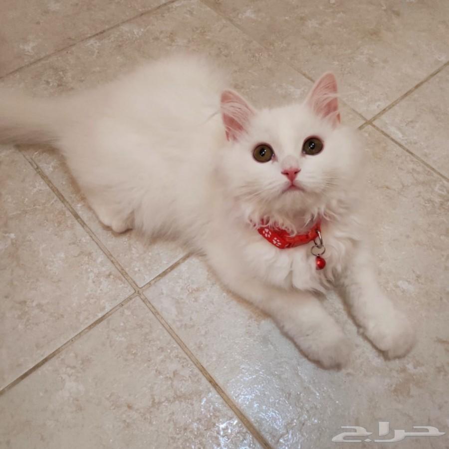 قط شيرازي من أم هيمالايا