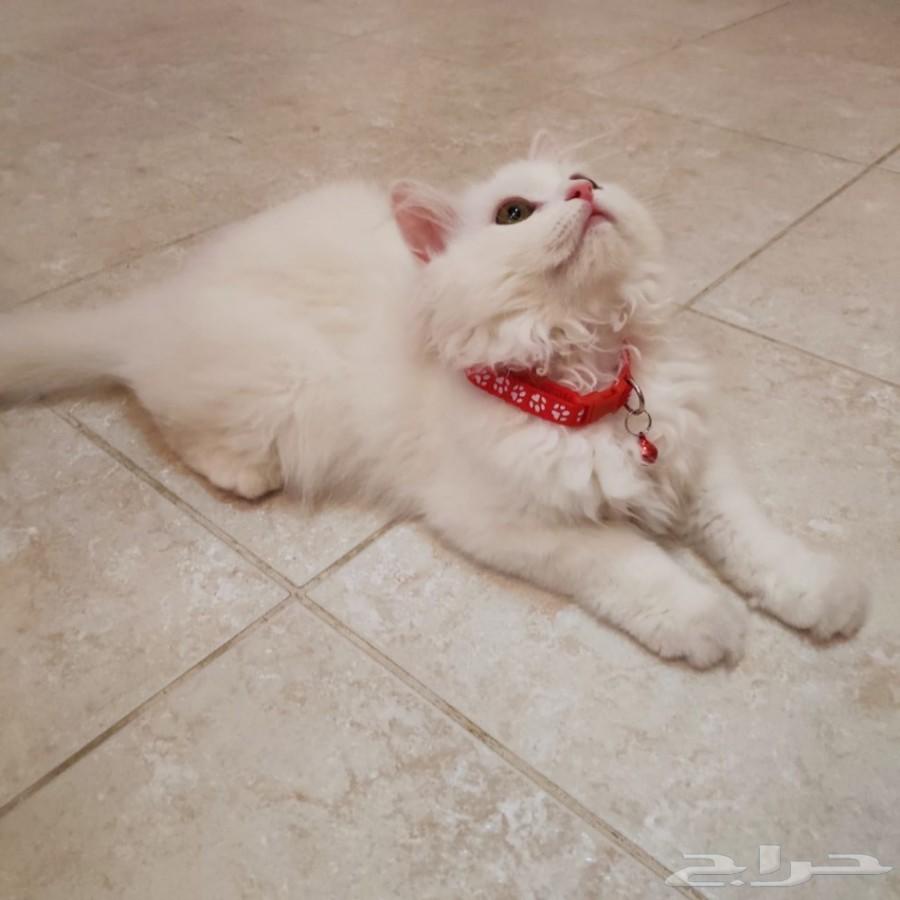 قط شيرازي من أم هيمالايا