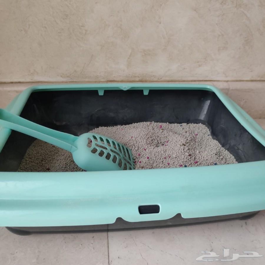 قط شيرازي من أم هيمالايا