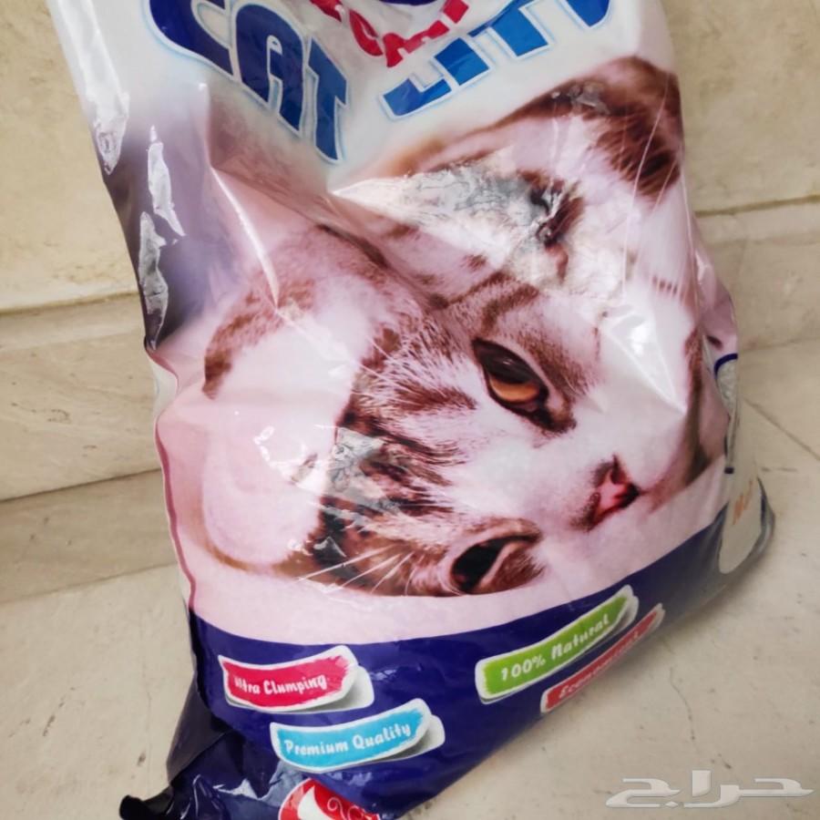 قط شيرازي من أم هيمالايا