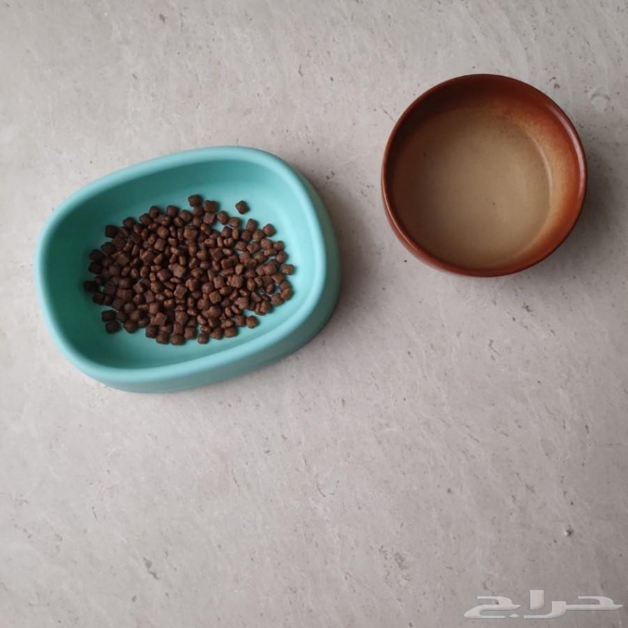 قط شيرازي من أم هيمالايا