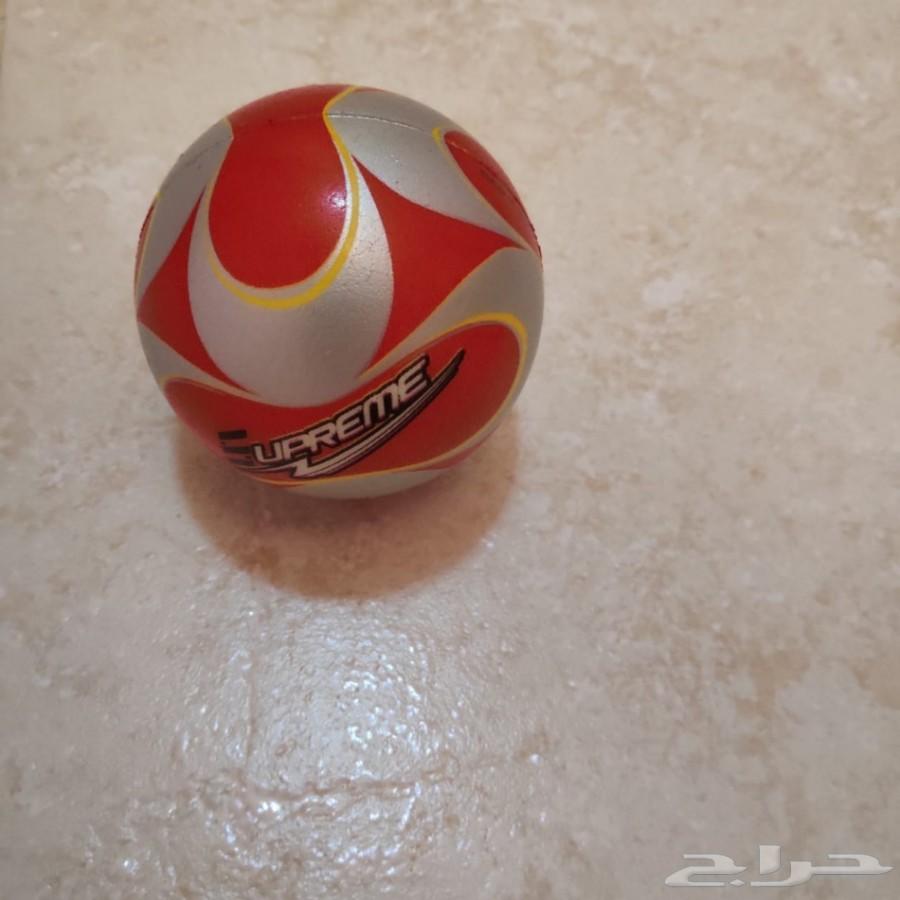 قط شيرازي من أم هيمالايا