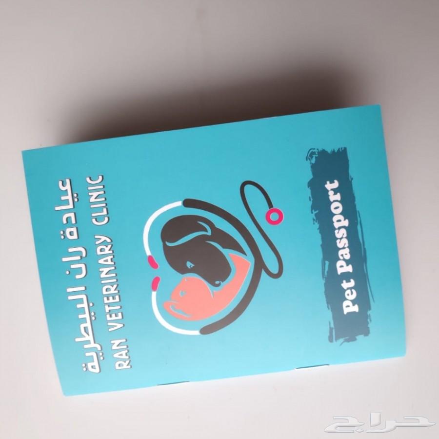 قط شيرازي من أم هيمالايا
