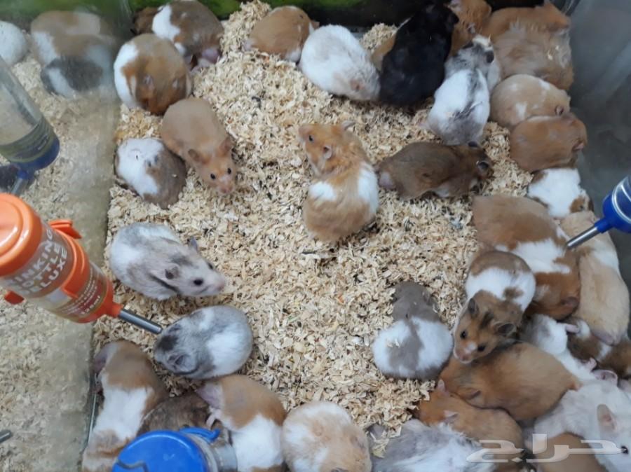 يتوفر أكل ومستلزمات القطط نوادر خميس مشيط