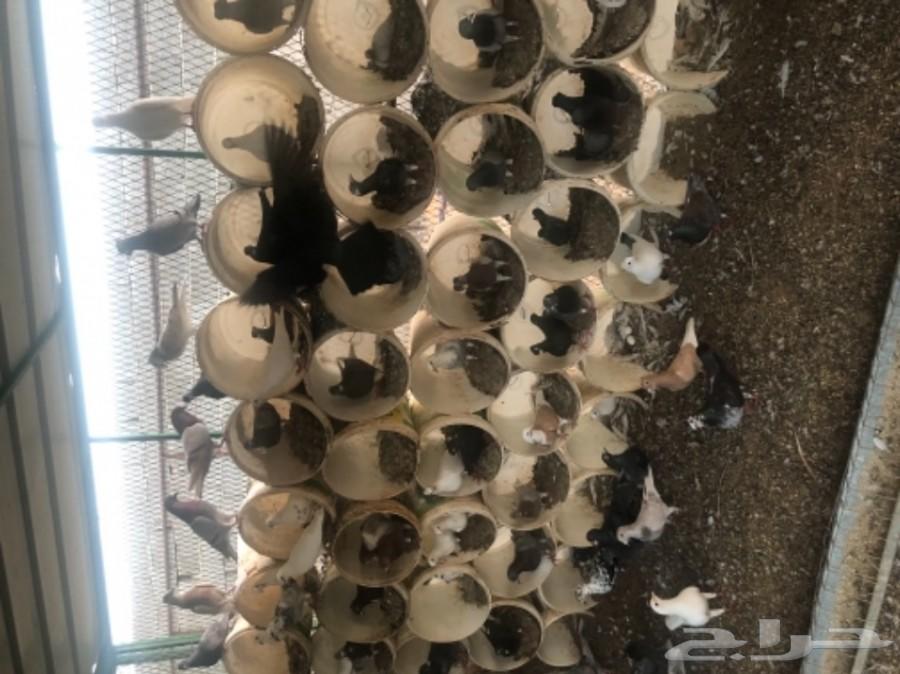 فرصة مشروع حمام زاجل بكامل محتوياته