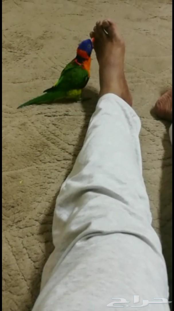 للبيع ببغاء لوري مستعجل خلال24ساعه