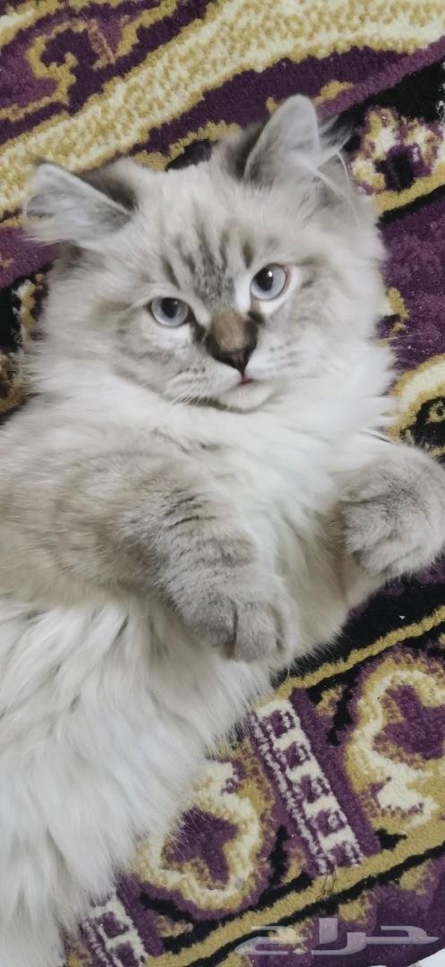 قط هملايا شيرازي