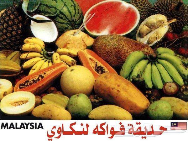 عرض عيد الاضحى 13 يوم بماليزيا لشخصين وطفلين
