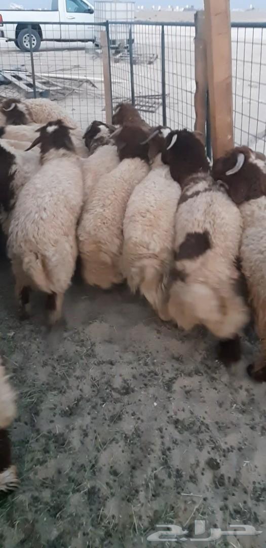 اضاحي نعيم