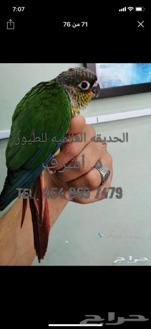 فروخ كنيور.كروان.روز.فخامة.تميز.مستوى فاخر