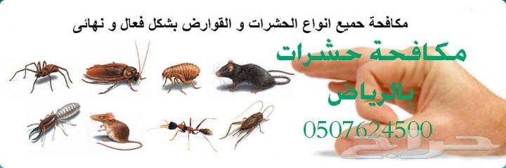 شركة تنظيف كنب سجاد شقق فلل بالرياض رش مبيدات