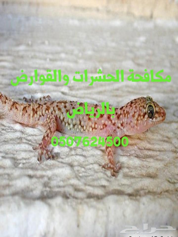 شركة تنظيف كنب سجاد شقق فلل بالرياض رش مبيدات