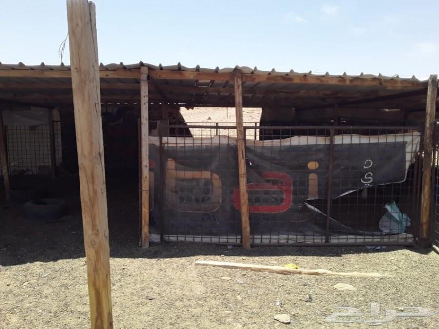 اغراض مراح غنم كاملة