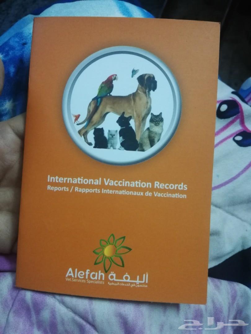 كلب مالتيز فرنسي ابيض جميل ومرتب مستوه جميل