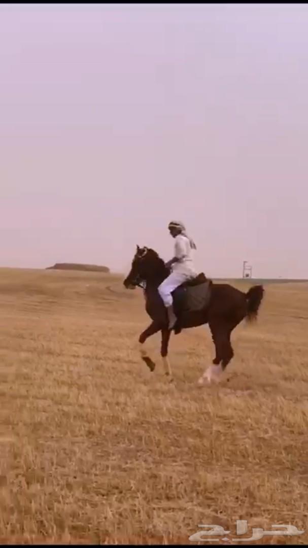 حصان شعبي شيخ