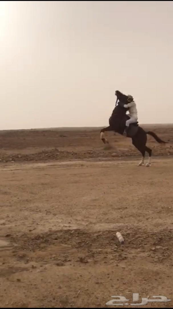 حصان شعبي شيخ