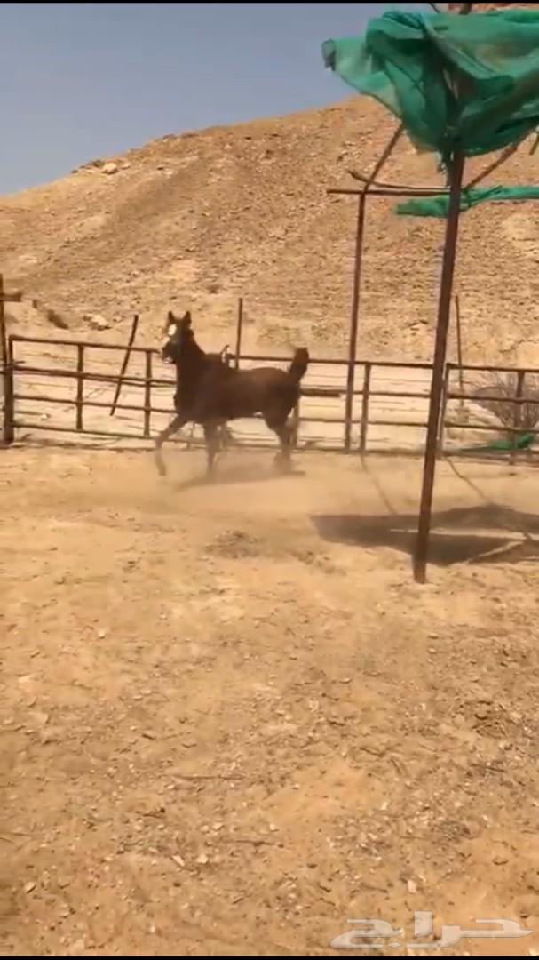 حصان شعبي شيخ