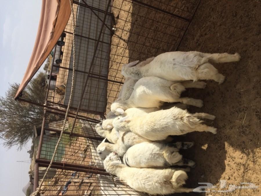 طليان حريه من البر مصلوخه موصله