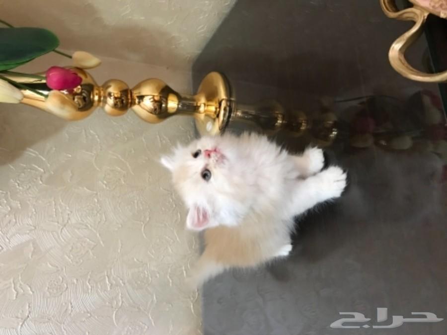 قطط هاف بيكي كتن ب 650