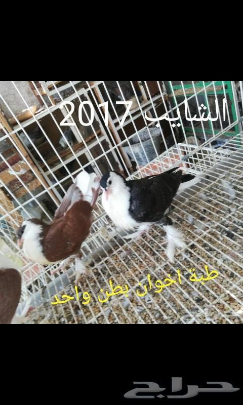 4 فردات شيرازي ب 150 ريال