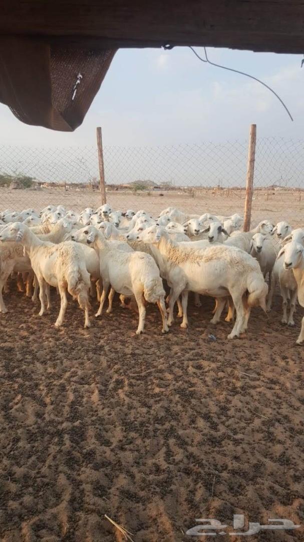 ضاان حريات 81 وتحتها 15(تم البيع)