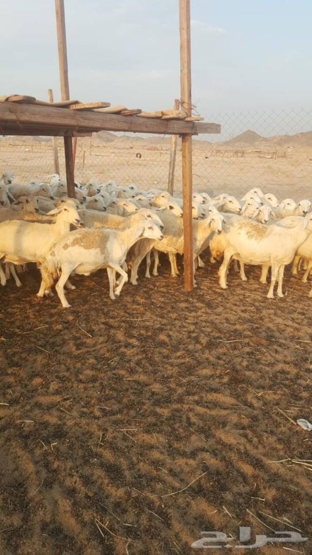 ضاان حريات 81 وتحتها 15(تم البيع)
