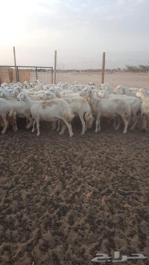 ضاان حريات 81 وتحتها 15(تم البيع)