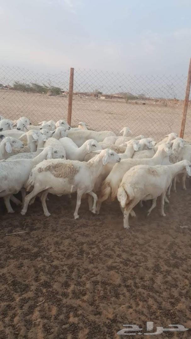 ضاان حريات 81 وتحتها 15(تم البيع)