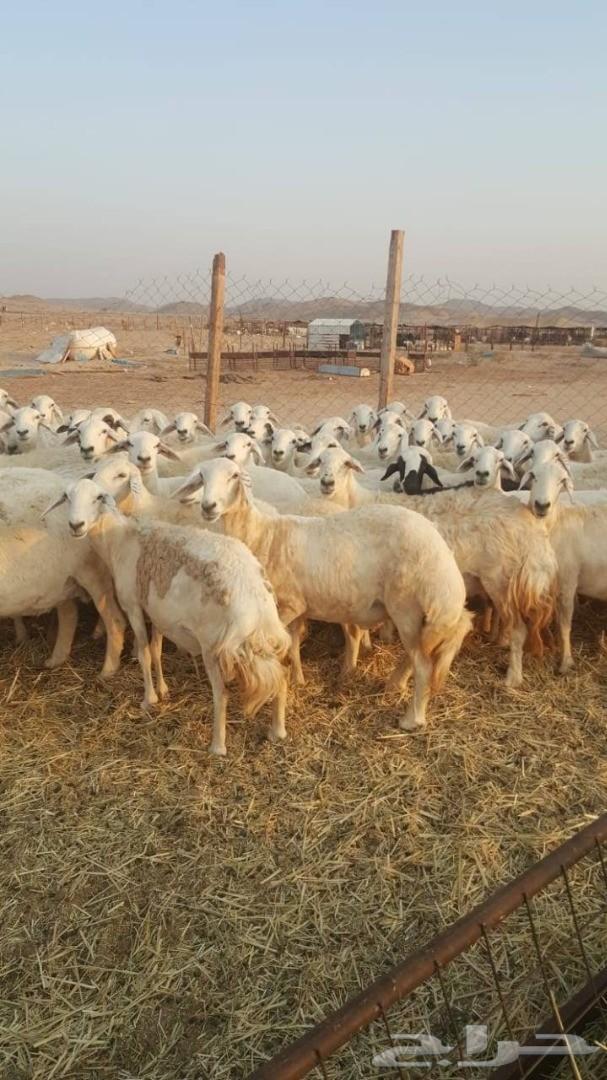 ضاان حريات 81 وتحتها 15(تم البيع)