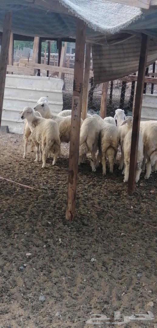 طليان حريه وسواكني وتيوس مقفله شحم