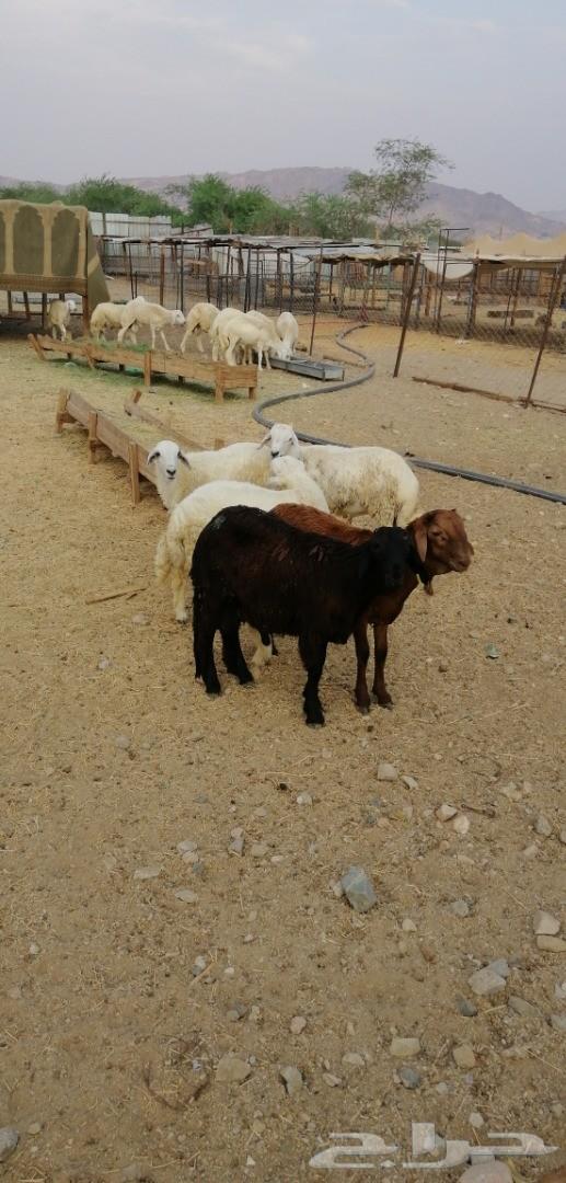 طليان حريه وسواكني وتيوس مقفله شحم