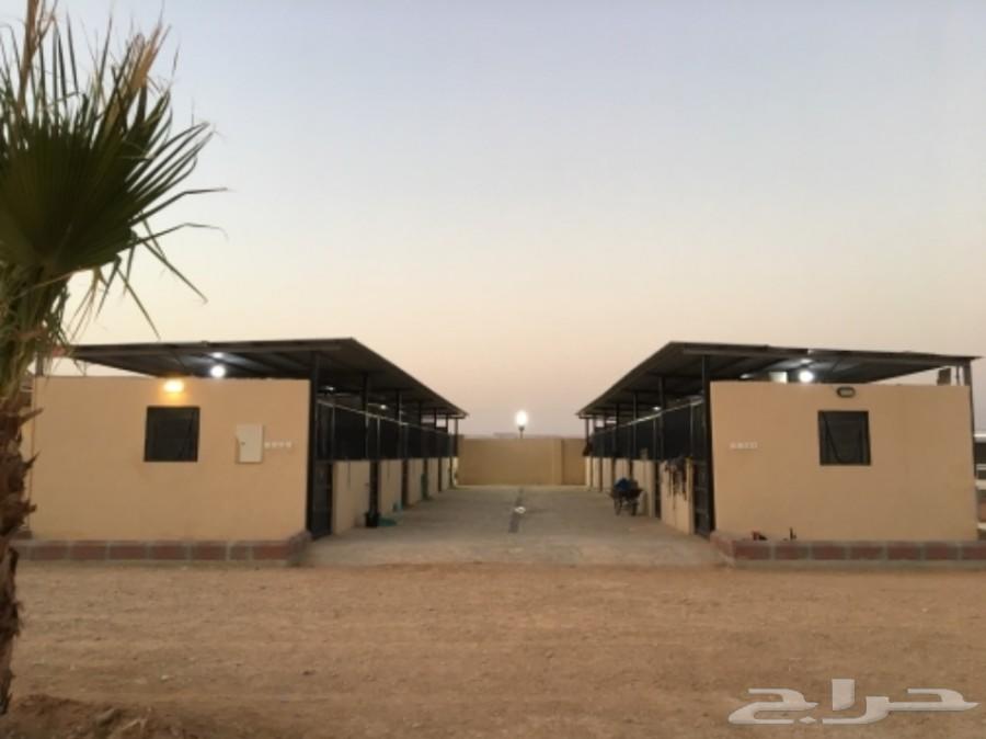 اسطبل خيل للايواء الشهري في المزاحمية