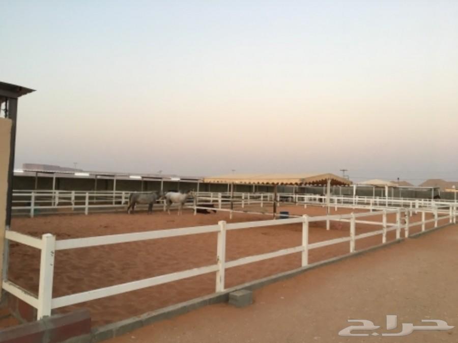 اسطبل خيل للايواء الشهري في المزاحمية