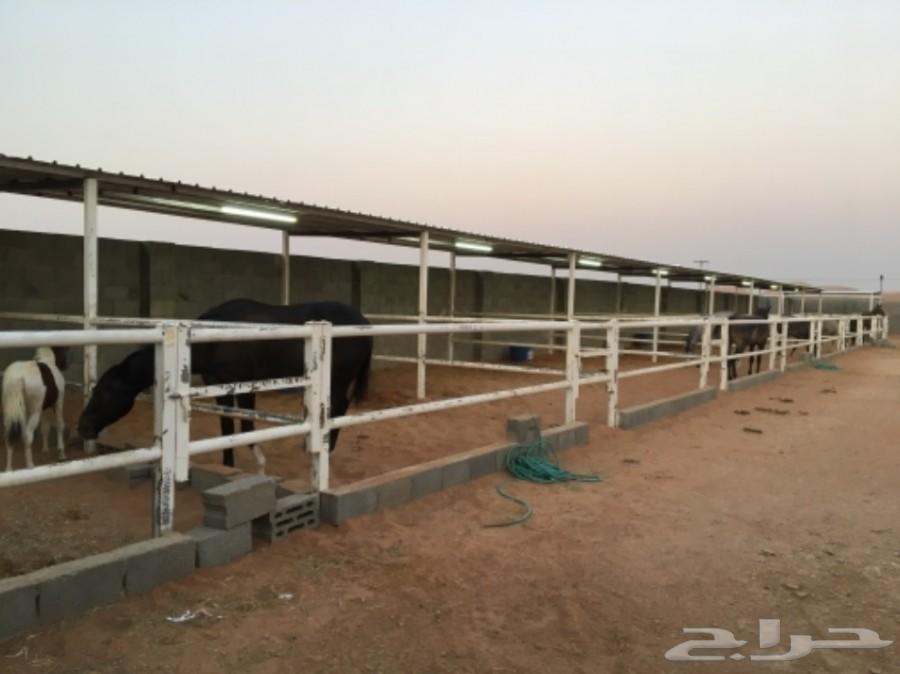 اسطبل خيل للايواء الشهري في المزاحمية