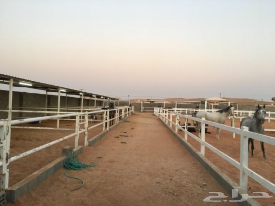 اسطبل خيل للايواء الشهري في المزاحمية